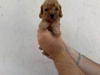 Mükemmel sağlıklı toy poodle yavruları dişi erkek