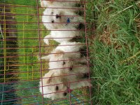 Maltipoo karbeyaz bebekler
