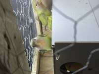 7 adet yavru sevda papağanı