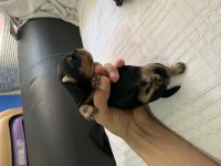 1 erkek 1 dişi rezerveye açık yorkshire terrier