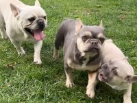 Yavru fazlalıktan french bulldog