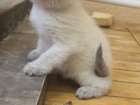 1.5 aylık british shorthair bebeklerimiz