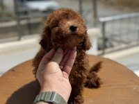 Petmode köpek çifttliğinde ziyarete açık toy poodle