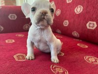 Sağlıklı Irk Garantili French Bulldog Yavrular
