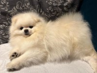 1 Yaşında Pomeranian Boo Sahibini Arıyor