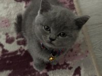 Uygun kedimiz için whatsapp ile iletişime geçin