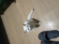 Çok tatlı british shorthair beyaz mavi gözlü