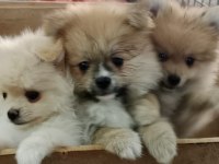Pomeranian köpeği yavrularımız