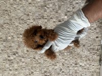 Şık Görünümün ve Sevimliliğin Buluşması Toy Poodle