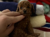 Dünya Tatlısı Peluş Tadında Bebek Köpekler
