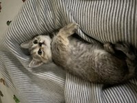 2 aylık british shorthair yavruma yuva arıyorum
