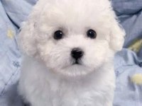 Kar beyaz bichon frise yavrularımız