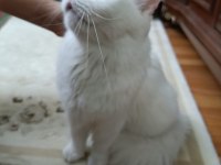 British longhair 1.5 yaş dişi