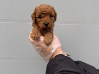 Toy poodle çokomeller