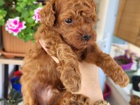 Korekan poodle erkek