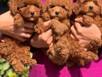 Toy Poodle Yavrularımız