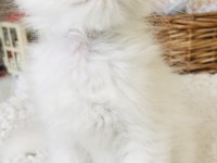 Kar beyaz british longhair yakışıklılar