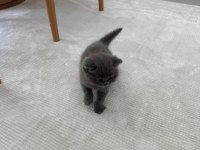 2 gri bebek scottish fold