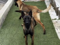 BELÇİKA MALİNOİS 3 DİŞİ