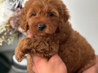 Yavru Toy Poodle
