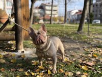 NEW SHADE IZABELLA TAN FRENCH BULLDOG