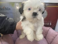 A kalite teslime hazır shih tzu yavrular