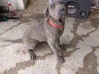 Cane corso 4 aylık