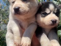 Üst kalite safkan husky yavruları