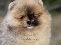 Merle Pomeranian Boo