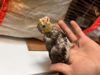 Grey cins yavru sultan papağanı