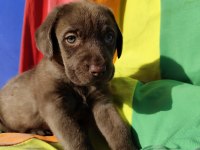 ÜRETİCİDEN A PLUS KALİTE LABRADOR YAVRULAR