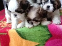 A kalite ırk sağlık garantili shih tzu yavrular