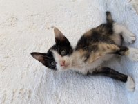 2 AYLIK KEDİLERİMİ SAHİPLENDİRMEK İSTİYORUM