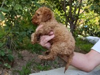 TOY POODLE YAVRUMUZ