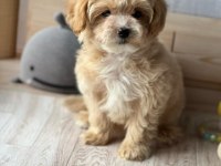 F2 MALTİPOO YAVRULARI