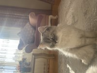 KEDİMİZDEN ÜCRET TALEP EDİLMEYECEKTİR