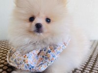 Pomeranian yavrularımız ped eğitimli