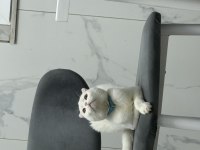 Scottish fold oğlumuz çakiye sıcak yuva arıyoruz