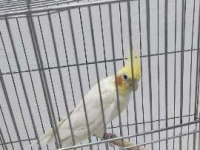 Yarı Evcil Erkek Lutino Kırmızı Göz Sultan Papağanı
