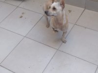 Aşı ve yemek masraflarına verilecek chihuahua