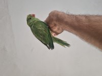 Evcil El Beslemesi Pakistan Papağanı Yavru