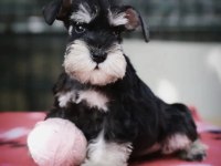 FCI secereli Schnauzer yavruları