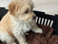 2 aylık yavru maltipoo sahiplendirme