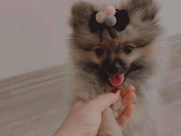 Pomeranian boo