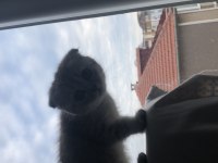 Kedimize iyi bakabilecek aile aranıyor