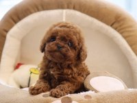 Sağlıklı ve Aşılı Toy Poodle Yavrularım