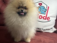 Orijinal renk orange pomeranian boo yavrumuz