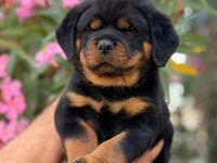 Rottweiler Yavru