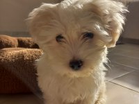 Satılık 3.5 aylık maltese terrier