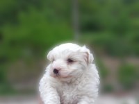 0 numara maltese terrier yavrumuz